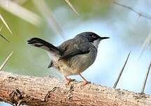Apalis à collier