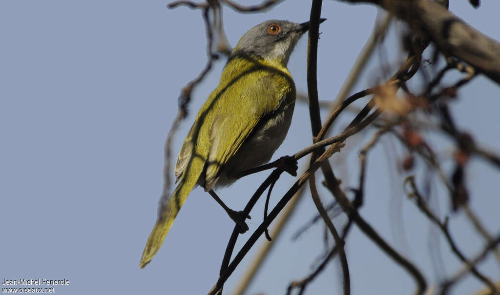 Apalis à gorge jaune