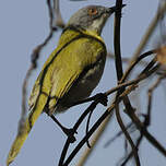 Apalis à gorge jaune