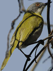 Apalis à gorge jaune