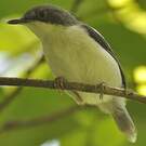 Apalis à tête noire