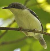 Black-headed Apalis