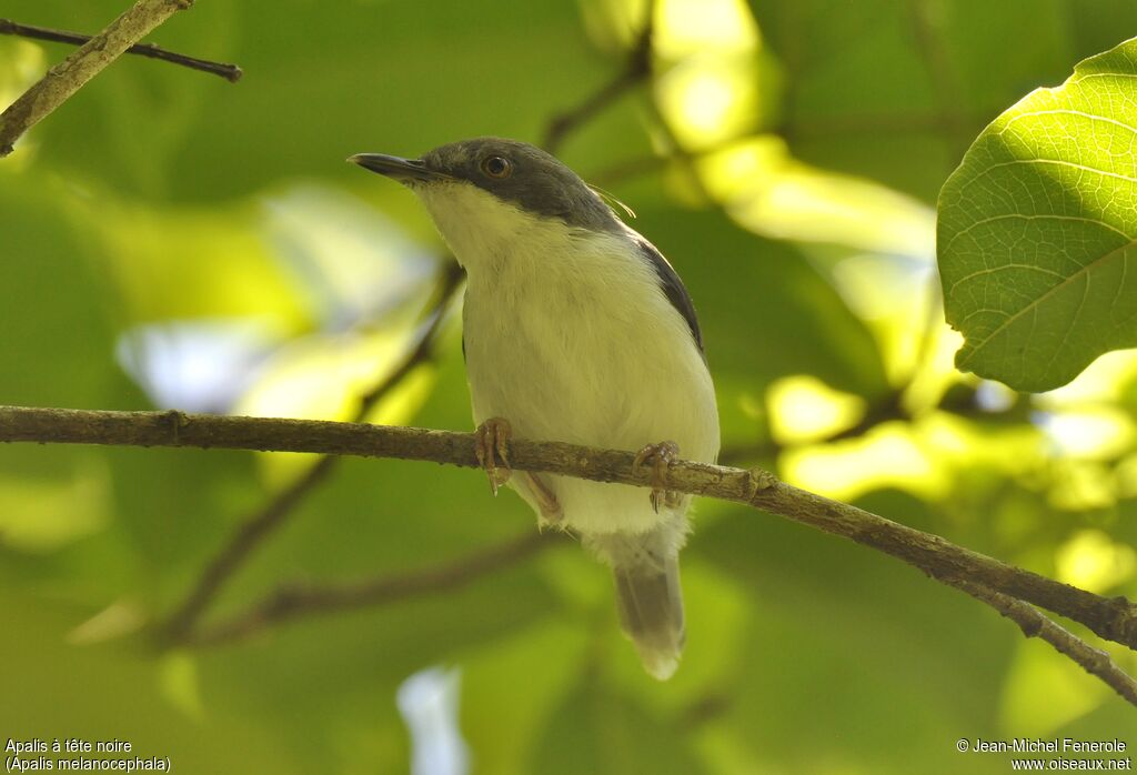 Black-headed Apalis