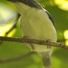 Apalis à tête noire