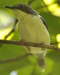 Apalis à tête noire