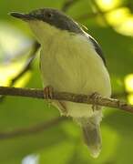 Black-headed Apalis