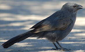 Apostlebird