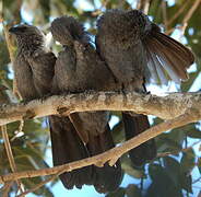 Apostlebird