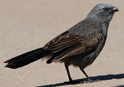 Apostlebird