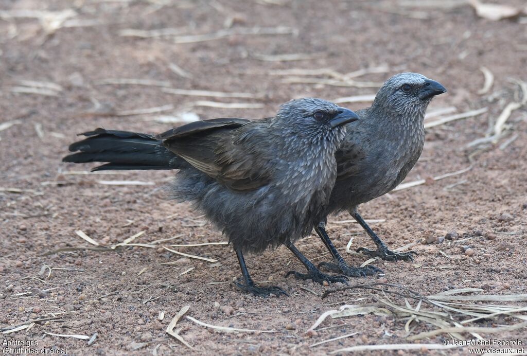 Apostlebird