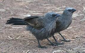 Apostlebird