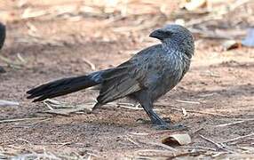 Apostlebird