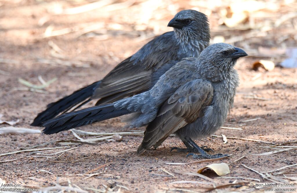 Apostlebird