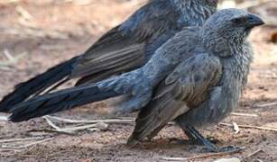 Apostlebird