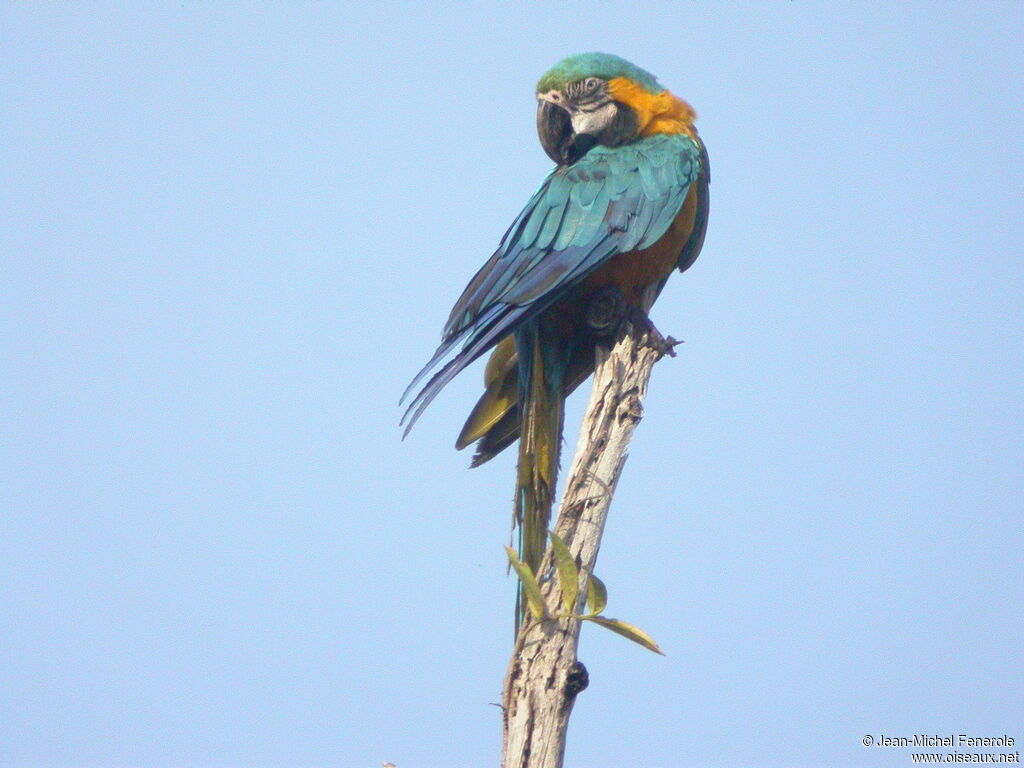 Blue-and-yellow Macaw