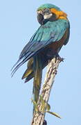 Blue-and-yellow Macaw