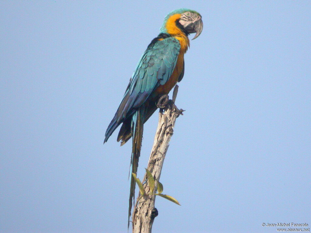 Blue-and-yellow Macaw