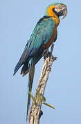 Blue-and-yellow Macaw