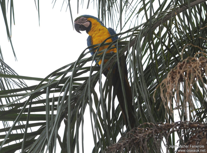 Blue-and-yellow Macaw