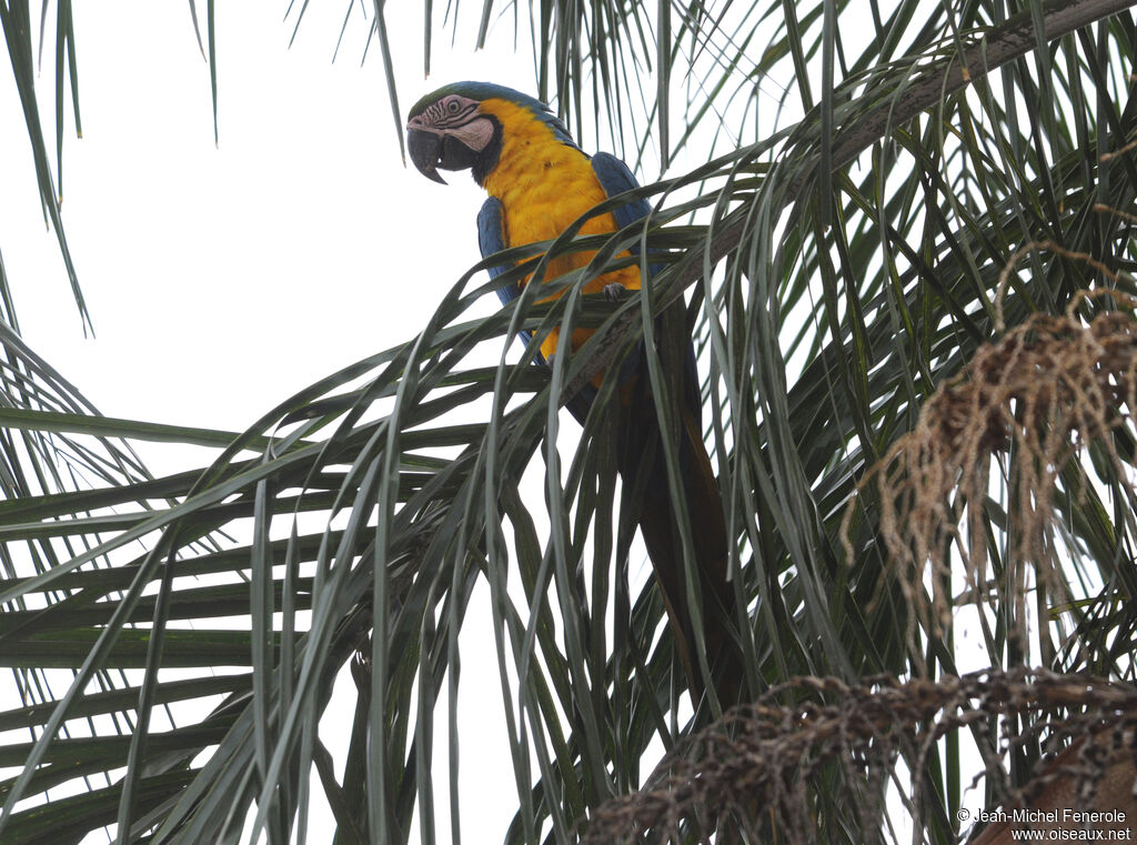 Blue-and-yellow Macaw