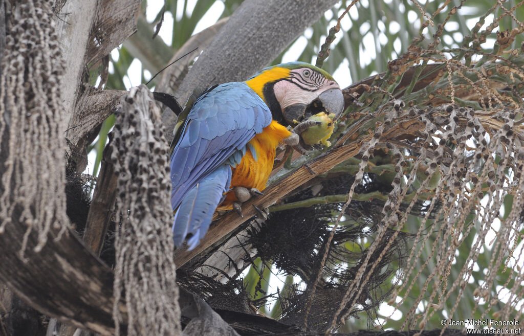 Blue-and-yellow Macaw