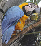 Blue-and-yellow Macaw