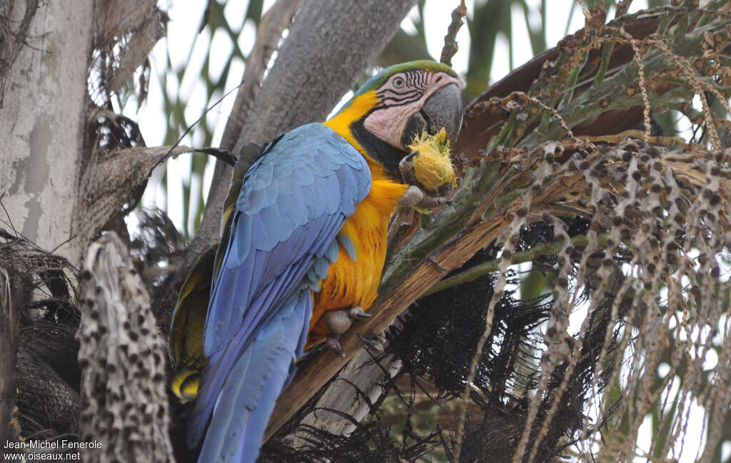 Blue-and-yellow Macawadult, feeding habits