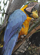 Blue-and-yellow Macaw