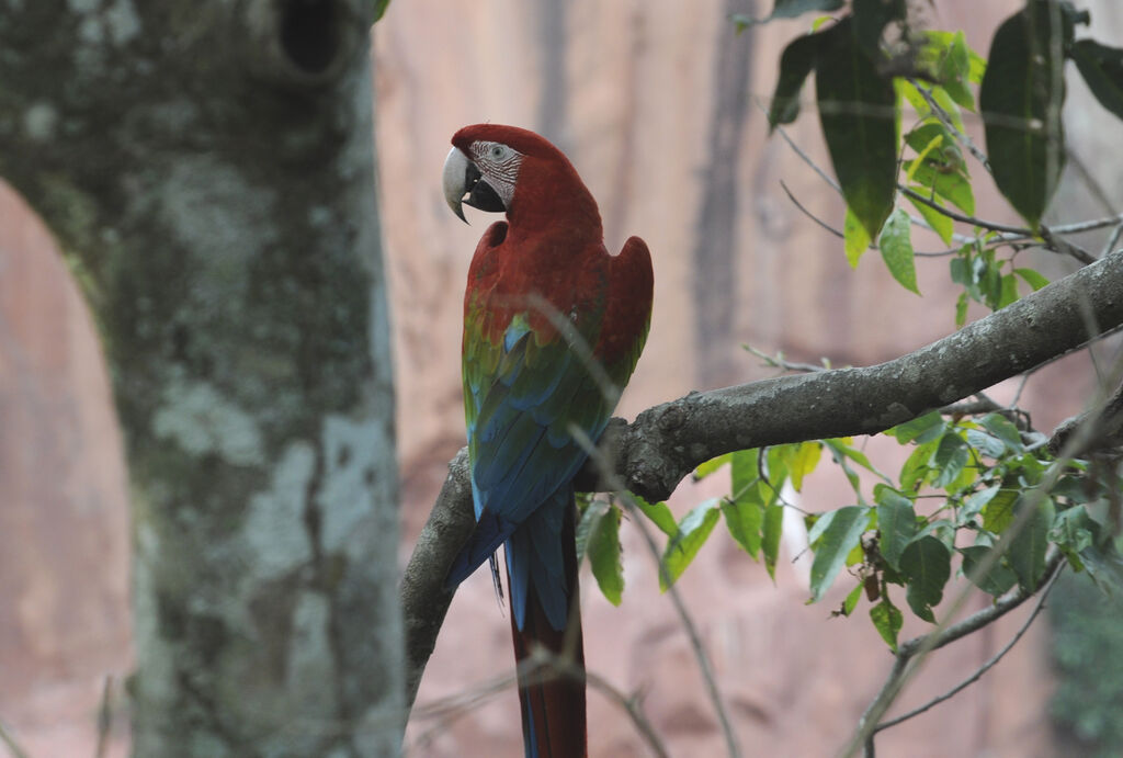 Red-and-green Macaw