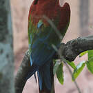 Ara chloroptère