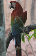 Red-and-green Macaw