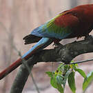 Ara chloroptère