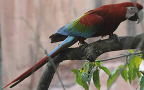 Red-and-green Macaw