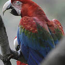 Ara chloroptère