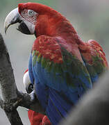 Red-and-green Macaw