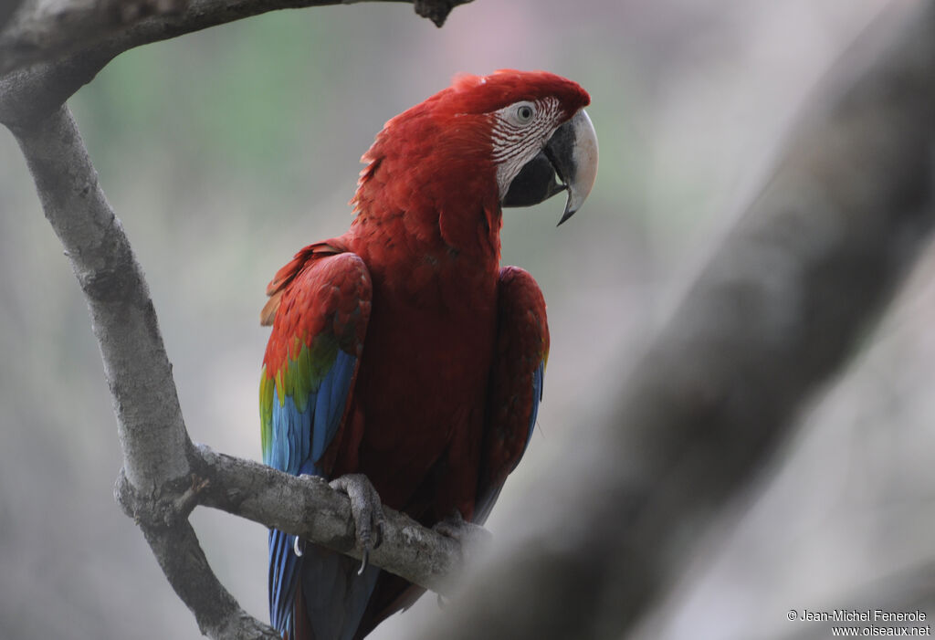 Red-and-green Macaw