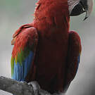 Ara chloroptère