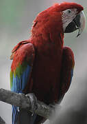 Red-and-green Macaw