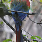 Ara chloroptère