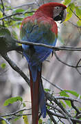 Red-and-green Macaw