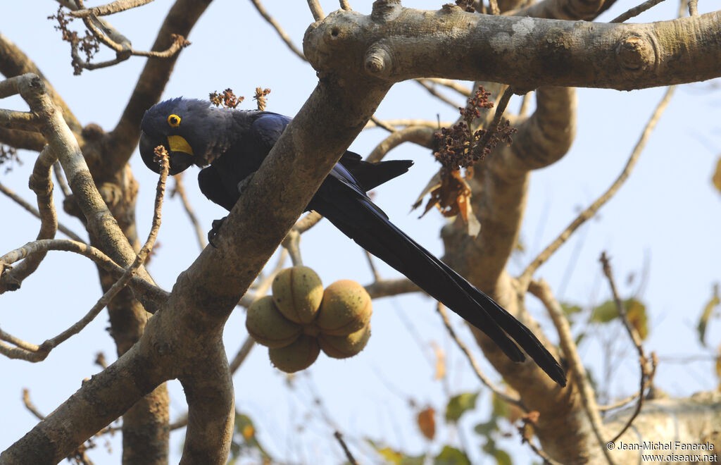 Hyacinth Macaw