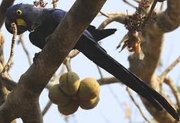 Hyacinth Macaw