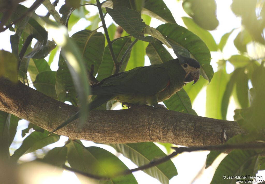 Red-shouldered Macaw