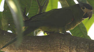 Red-shouldered Macaw