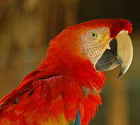 Scarlet Macaw