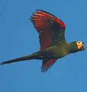 Chestnut-fronted Macaw