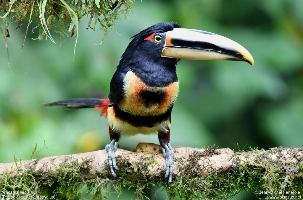 Pale-mandibled Aracari