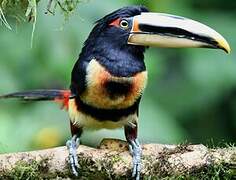 Pale-mandibled Aracari