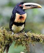 Pale-mandibled Aracari