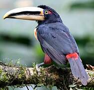 Pale-mandibled Aracari